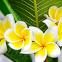 Tropical Plumeria Fragrance Oil