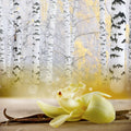 Vanilla Birch (Type) Fragrance Oil