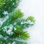 Balsam Fir Fragrance